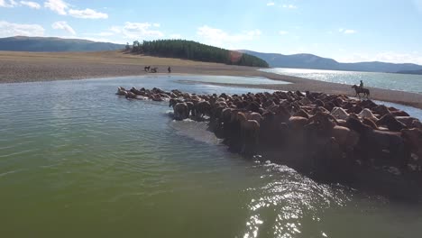 Erstaunliche-Und-Seltene-Pferdeherde,-Die-In-Einem-See-In-Der-Mongolei-Schwimmt,-Aufgenommen-Von-Einer-Drohne